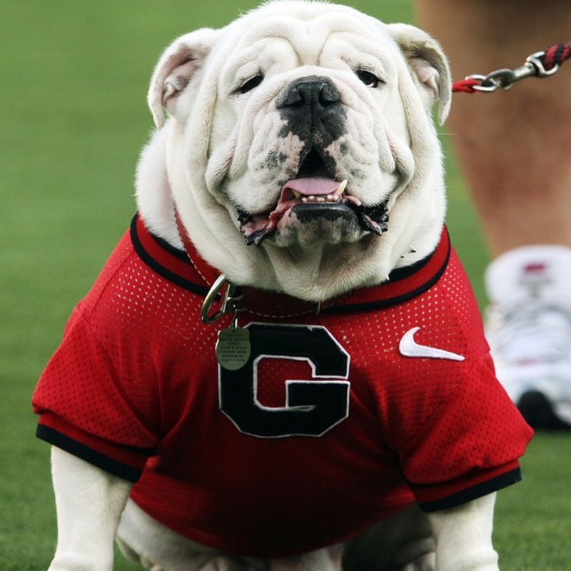 How much your know about UGA? Did you know that he has been Georgia's ...